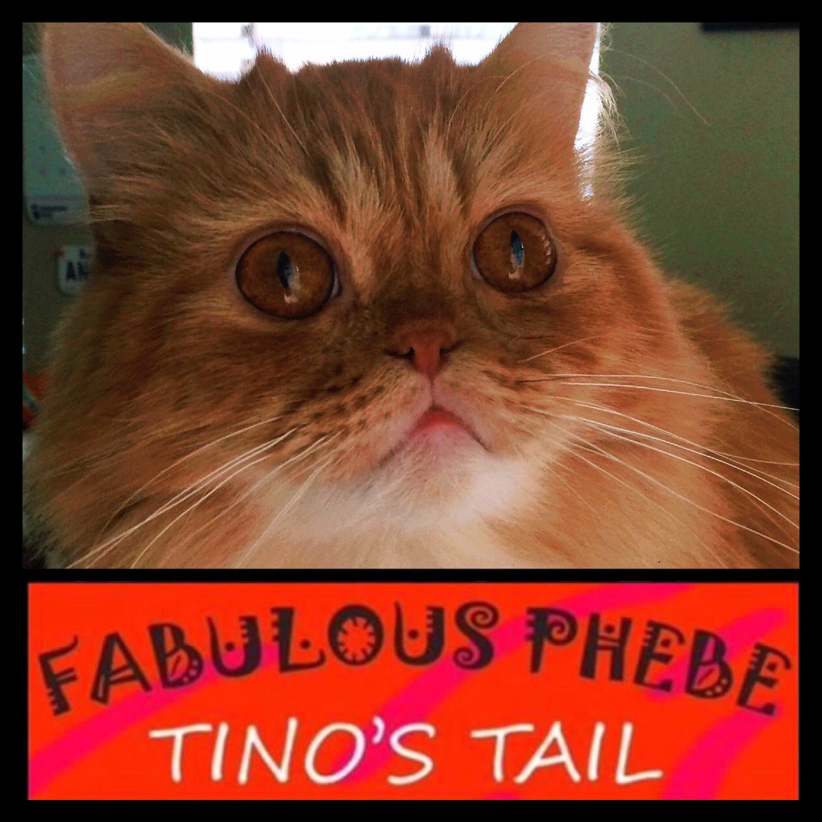 petactorbruno's tweet photo. Happy #Monday ! #petActor #TinosTail #teamCatMojo #filming #phebesCatTino #actorsLife #actorCat #gingerKitty #tvPilot #phebenista https://t.co/Vrj6RVCQkh