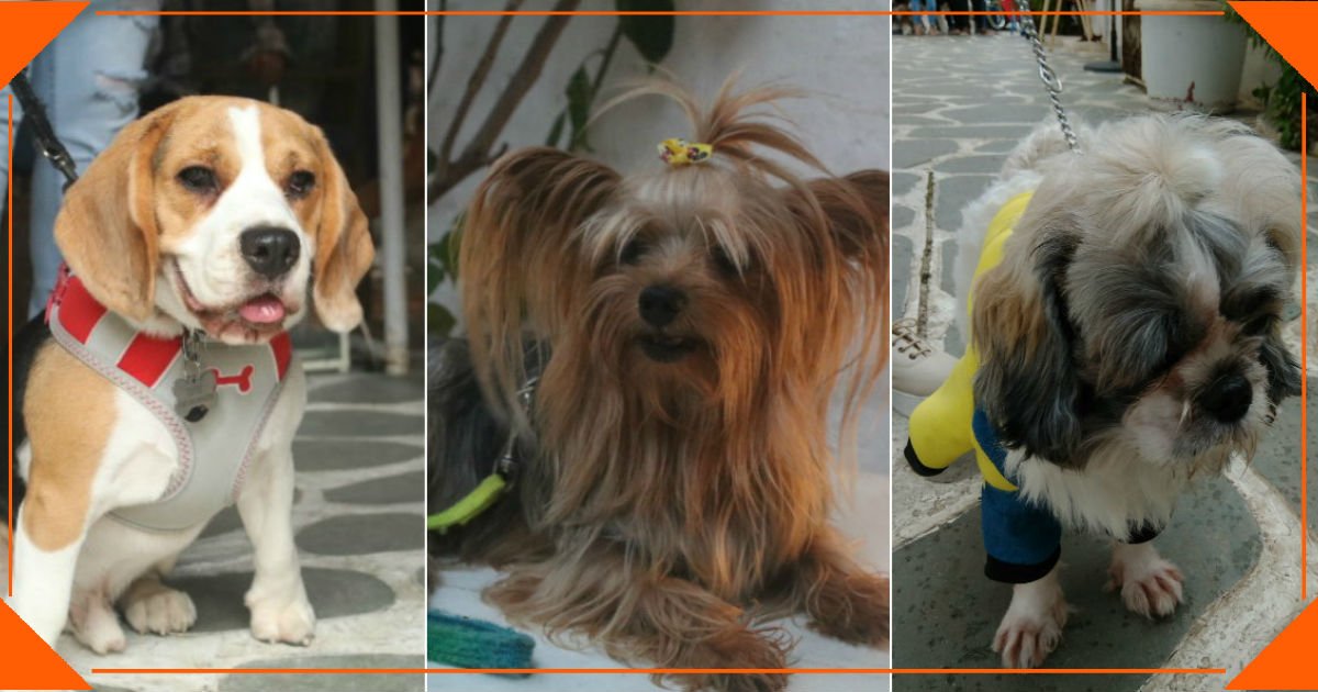 MTVIndia's tweet photo. Drink With Doggos: A Head's Up For Every Pet Parent: https://t.co/GoLOyNsjcg

@petfedindia #PetFedMumbai #LetsPetFed https://t.co/8yyFyWKkDS