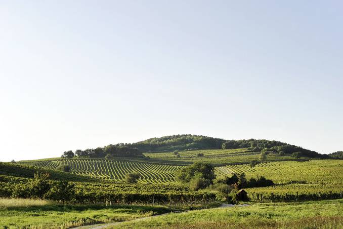 Anche i vini sono dei veri e propri  #foodMW !Li avete mai provati? #MuseumWeek #museumweek2017  #rt #Austria vacanzeinaustria.com/tema-vacanze/r…