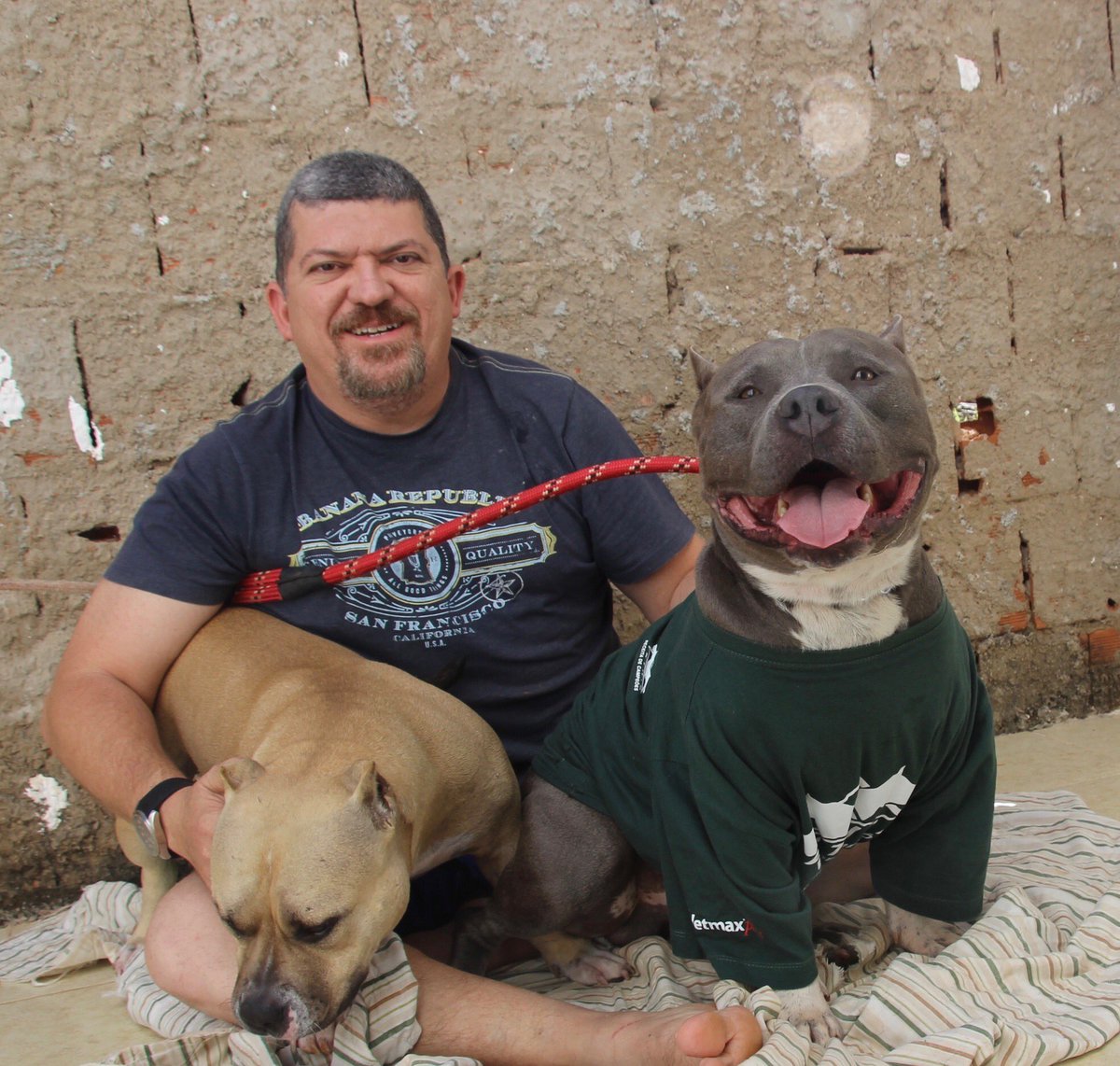 GuilhermeOrto's tweet photo. Está muito frio. Argos e Maya de focinho mega gelado. #americabully #carvalhobulls https://t.co/LydaDTuOll