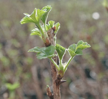 BerryBuddies's tweet photo. A SATISFYING winter job is preparing gooseberry #Xenia bushes so they will produce bigger and better juicy fruit #BerryOfTheWeek https://t.co/kWRQKiCXvp