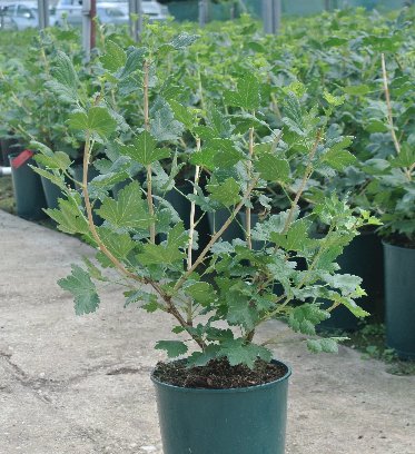 BerryBuddies's tweet photo. The best bit about #Xenia is its high tolerance to Mildew! plus extremely large berries - up to 14g
#BerryOfTheWeek https://t.co/HJtlGesU6M