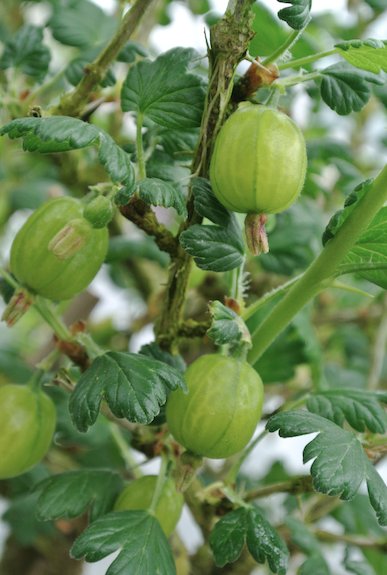 BerryBuddies's tweet photo. #Xenia starts green then ripens into a Attractive deep red colour with smooth and shiny skin
Fruiting late June - early July
#BerryOfTheWeek https://t.co/33Z996VMDv