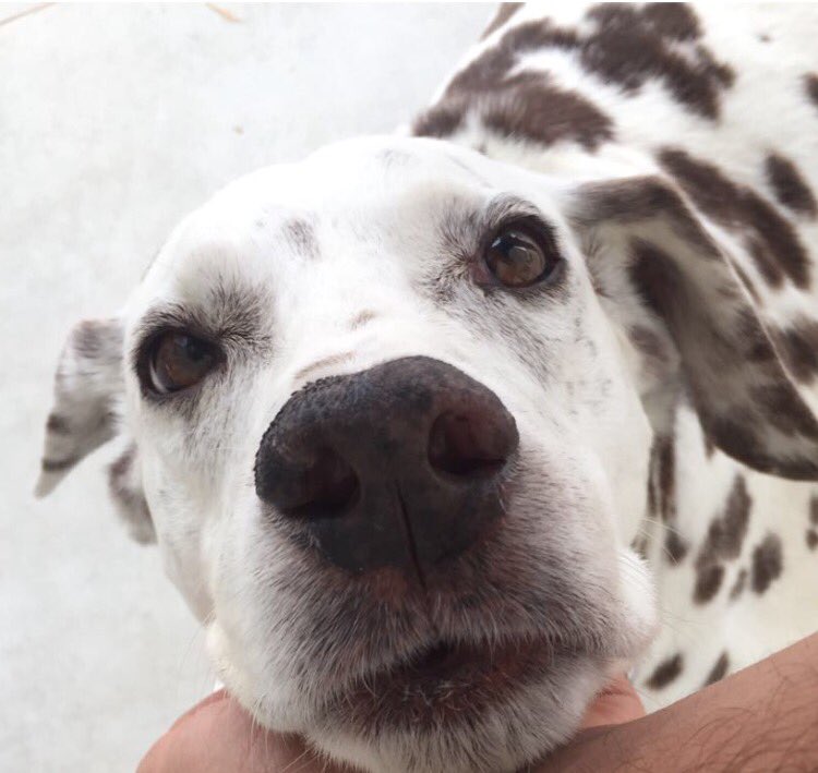 giovannaspada's tweet image. Bom dia ☀️