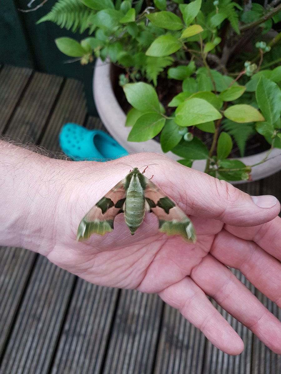 JBownltd's tweet photo. As seen in my garden this weekend. The internet tells me it could be a Lime hawk-moth. Never seen one on these before! https://t.co/tljpfyd3XF