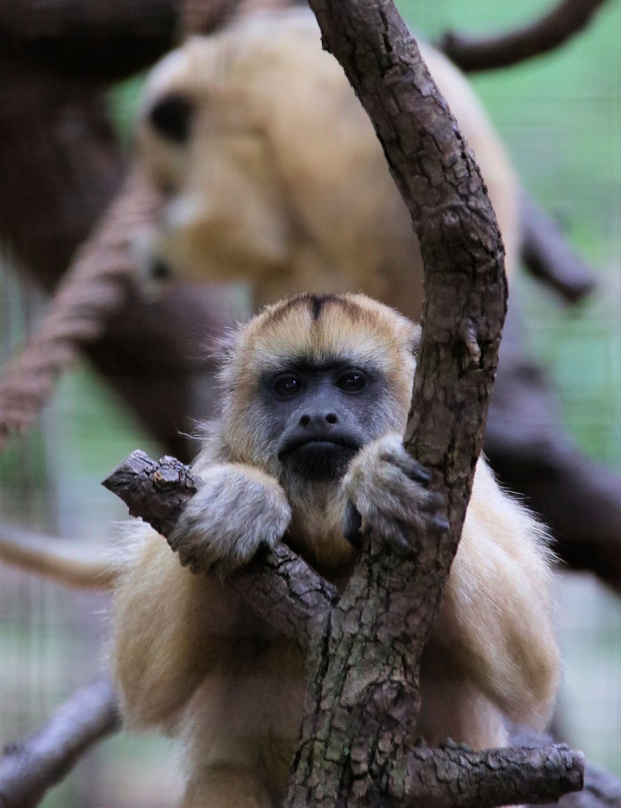 SanAntonioZoo's tweet photo. Dear Weekend, Won’t you please come back?! SHARE with who made your weekend GREAT! https://t.co/DbaORbjNNA