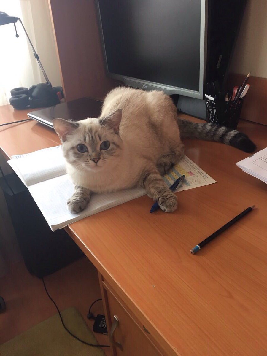 walking_unicorn's tweet photo. Помогает учится https://t.co/i5ZZJRzrlx