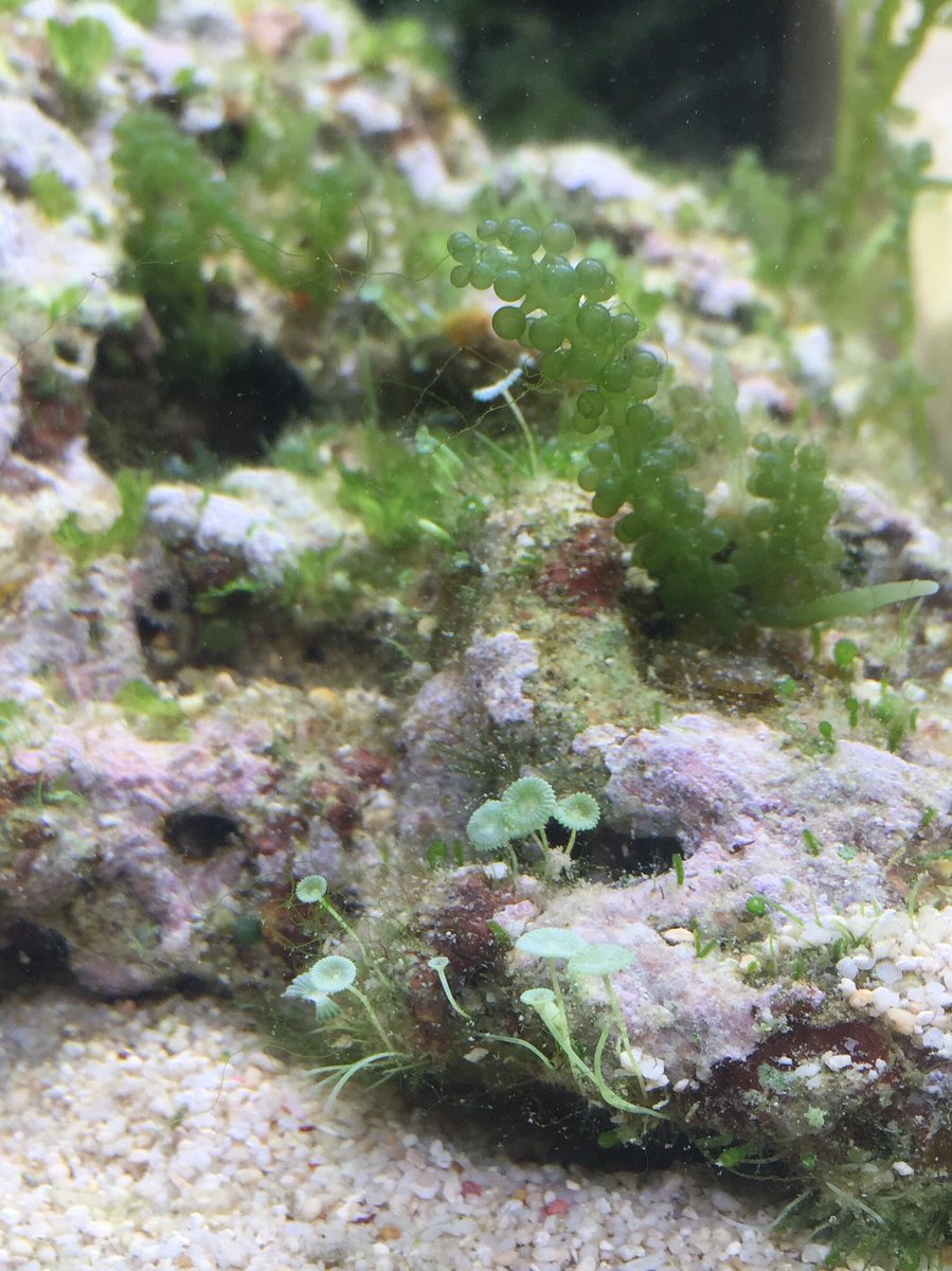 うみぶどう Umibudoou Twitter