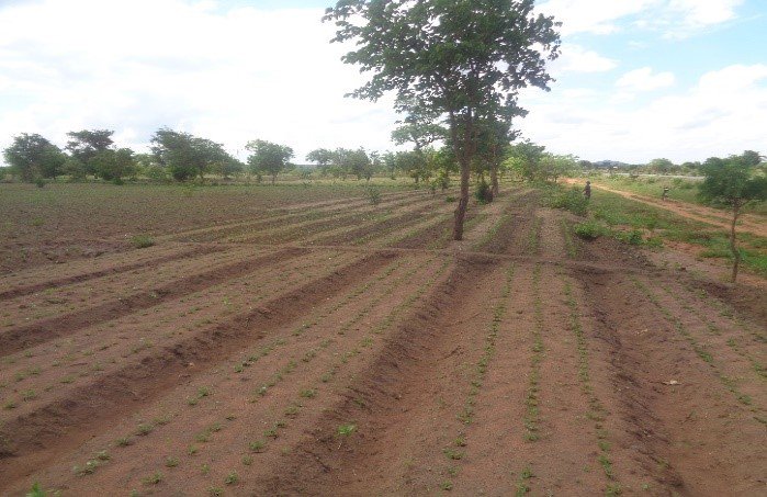 TiyeniFarming's tweet photo. Good progressed seen in clearing & maintenance; Still time for planting a second crop; 97.01 hectares acheived to date. via #KindLink https://t.co/Z9M7s2KYMo