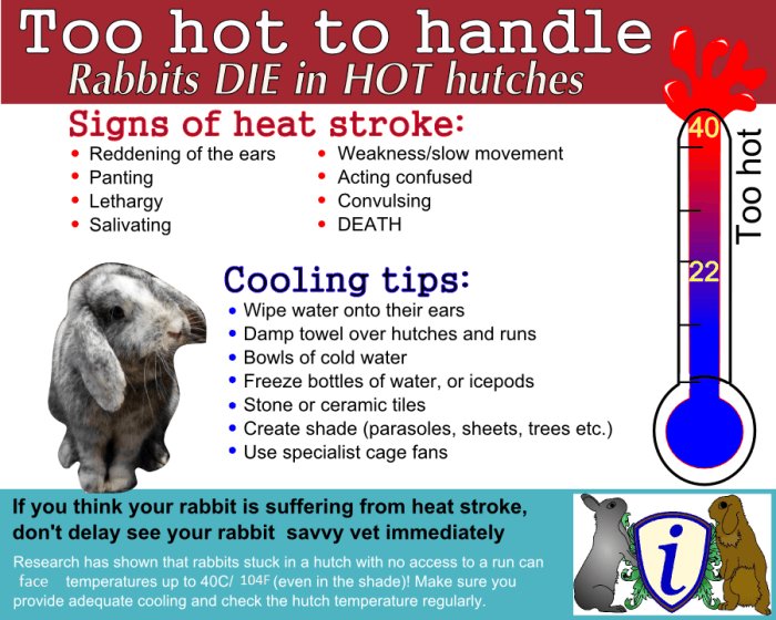 DogtorAdam's tweet photo. It's #RabbitAwarenessWeek! Make sure your bunns don't get too hot in these two days while the sun's here! #heatwaveuk https://t.co/woo8j6iKgt