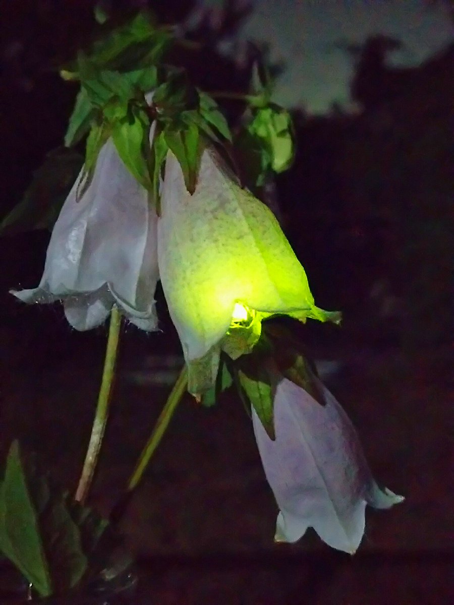 ホタルブクロの花の中にホタルを入れた様子がこちら なんて幻想的 懐かしいなぁこの感じ Togetter