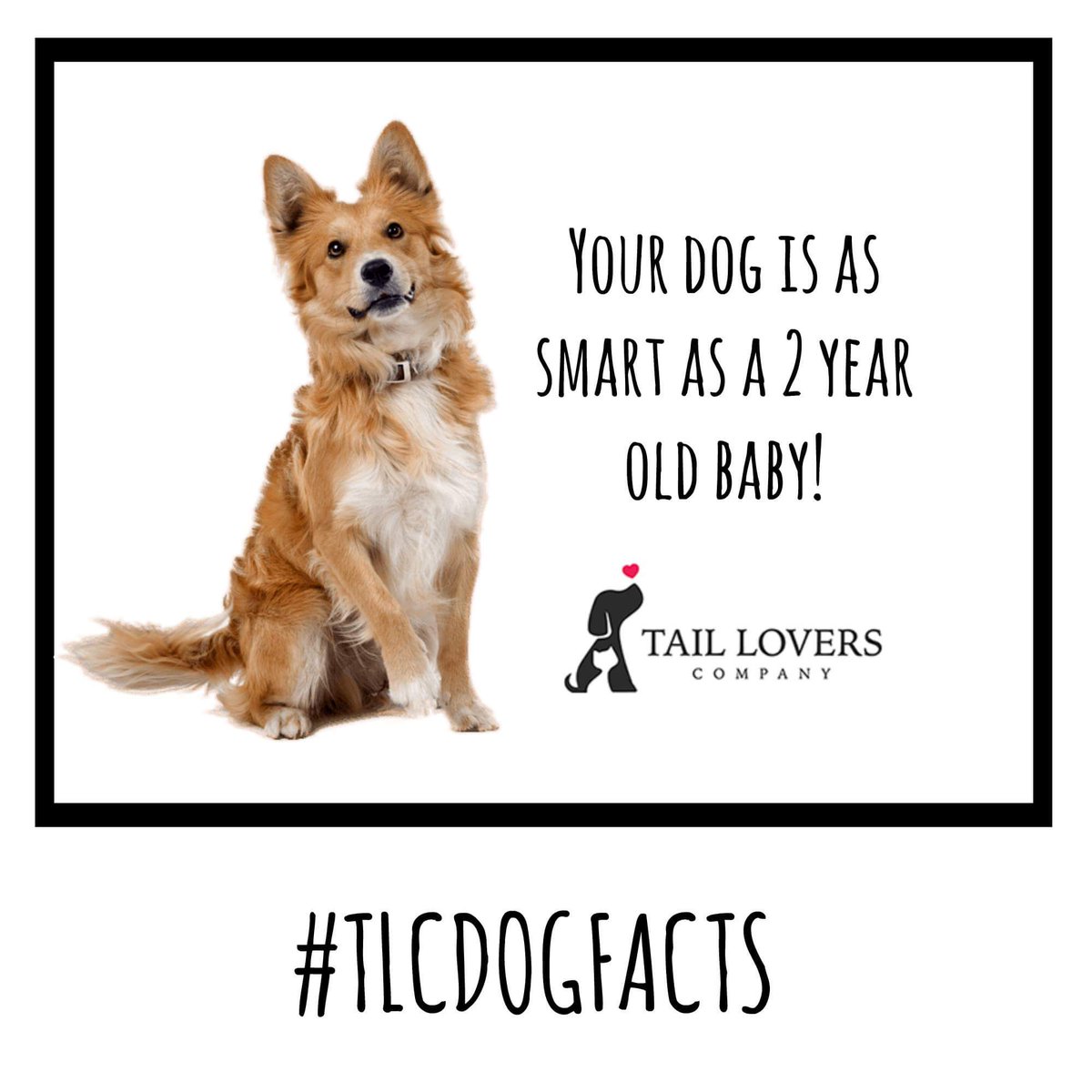 tailloversco's tweet photo. On an average, dogs can learn 165 words (similar to a 2-year-old child), including signals and gestures!
Woah! 😃

#TLCDogsFacts #dogs #facts https://t.co/PG3boJ79CP