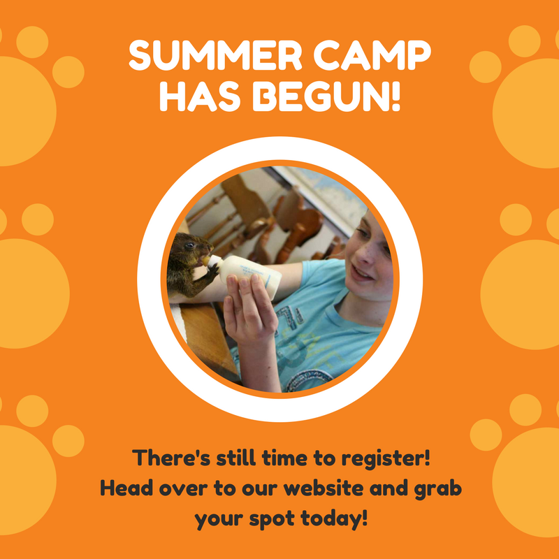 Pawsitively_Pet's tweet image. Welcome to summer camp everyone!!! We have officially started our summer camp season!!! Check out our new blog post! pawsitivelypetskidscamp.com/leaside/index.…