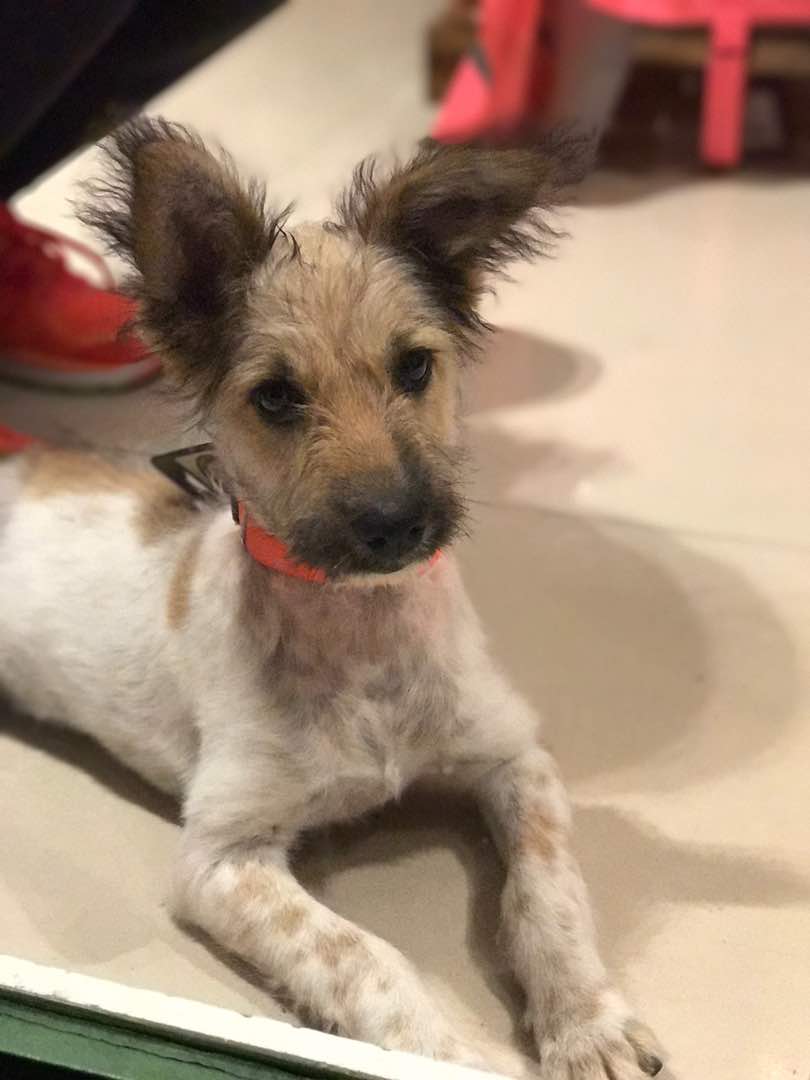 tailloversco's tweet photo. This fuzzball had just got adopted a couple of days back &amp; came to shop for all his essentials!
Super cute, isn't he?😍

#AdoptDontShop https://t.co/9VttJHkGpZ
