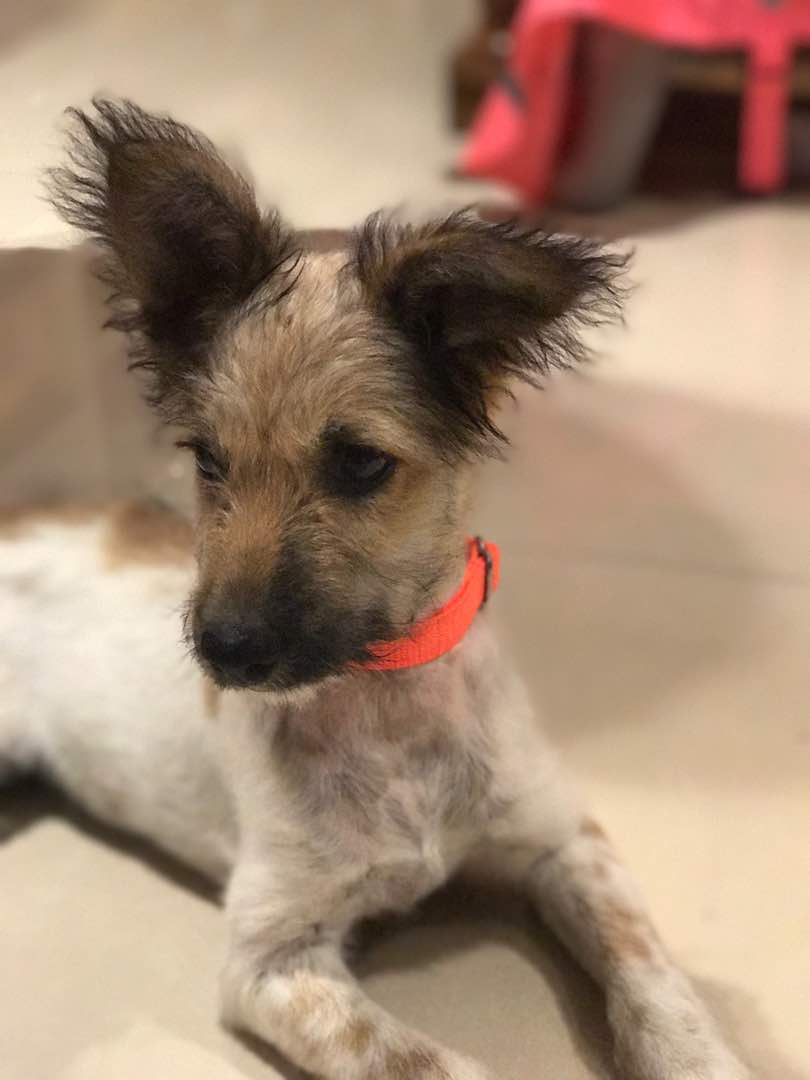tailloversco's tweet photo. This fuzzball had just got adopted a couple of days back &amp; came to shop for all his essentials!
Super cute, isn't he?😍

#AdoptDontShop https://t.co/9VttJHkGpZ