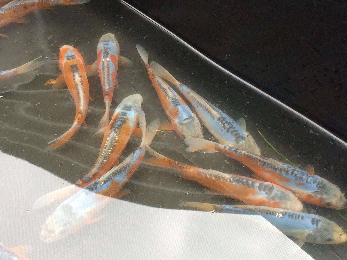 BerryRingAqts's tweet photo. Our English Shusui Koi are looking wonderful this season. #Greenline https://t.co/BUTBYOVor7