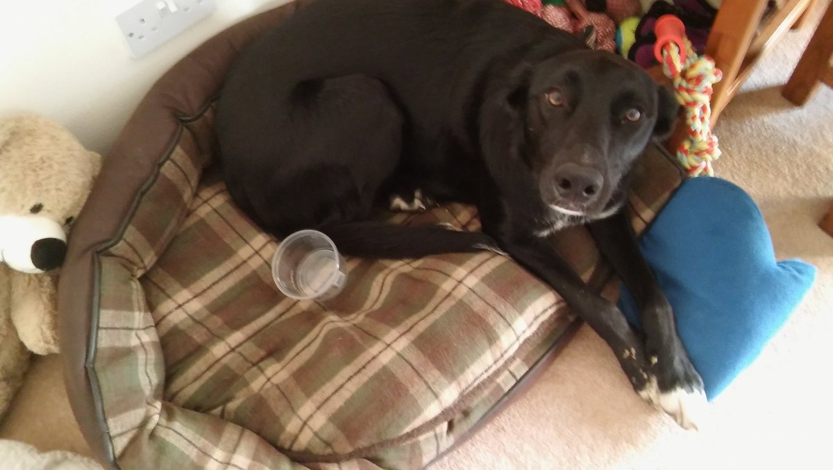 BeckiLwilson's tweet photo. #trendinglive My guilty rescue dog Olive stole my houmous https://t.co/HQDeaQ0MiM