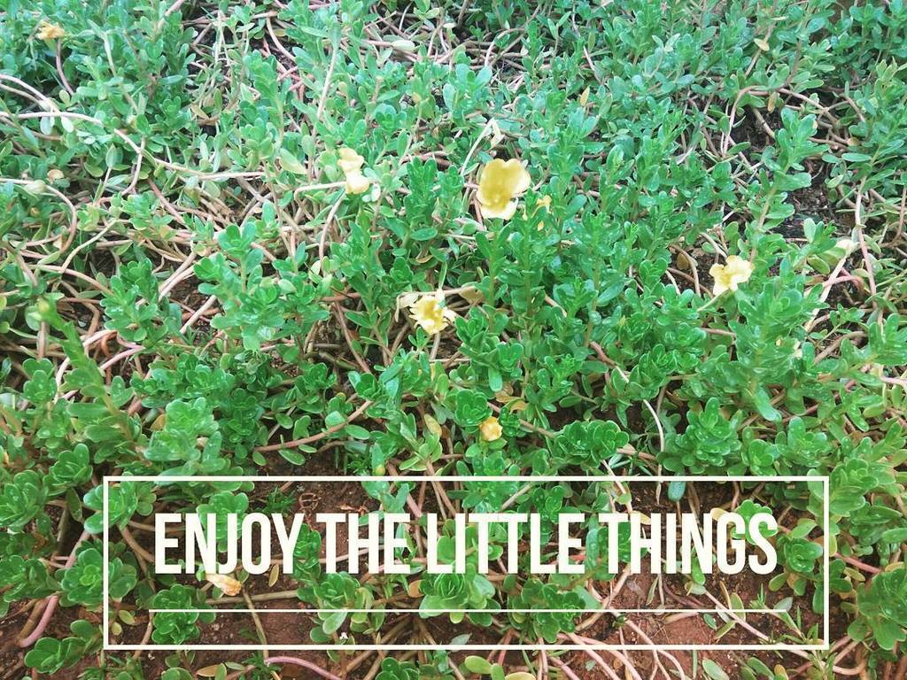 CorinneBlogs's tweet photo. Enjoy the little things. #nature #gratitude #smallisbeatiful https://t.co/jLbouMBbMB https://t.co/yv6rUOazpR