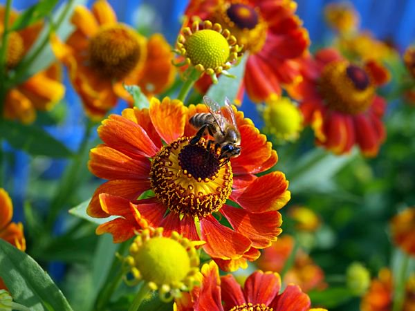 #NationalPollinatorWeek is officially here and we've got some sweet ways for you to celebrate NEW on our blog! buff.ly/2rJeE5A