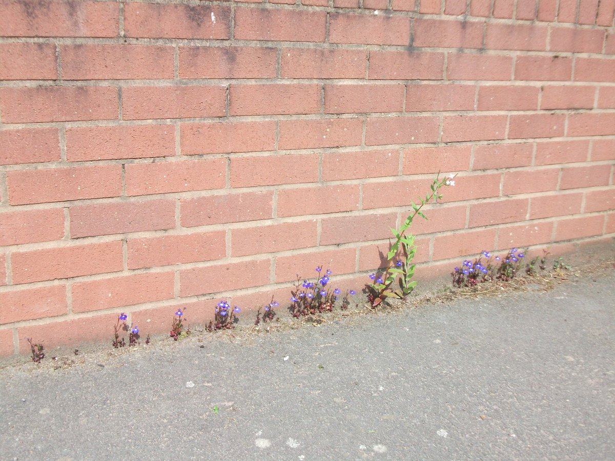EntoProf's tweet photo. Making a living from very little but still brightening up our world #tenaciously #beautiful https://t.co/OjbDcnXlsO