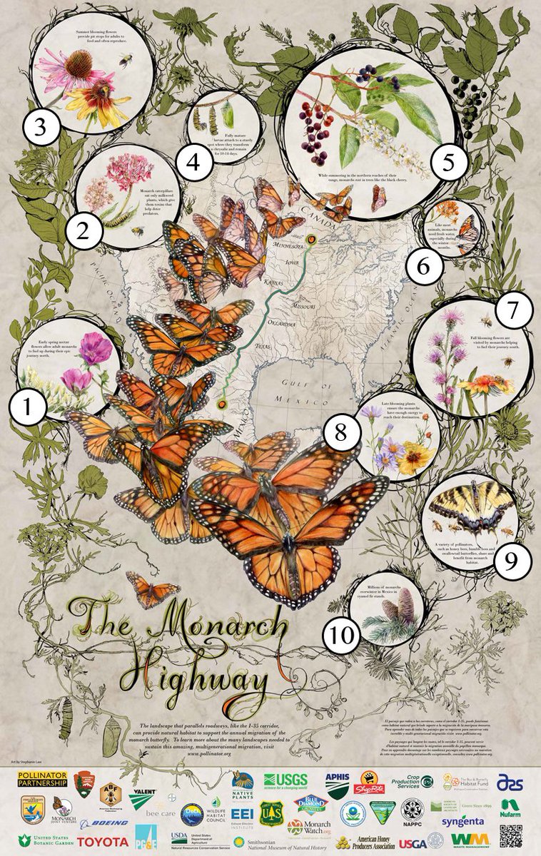 It's National #PollinatorWeek! To start this week off let's look at the annual migration of the monarch butterfly. bit.ly/2tkqssa