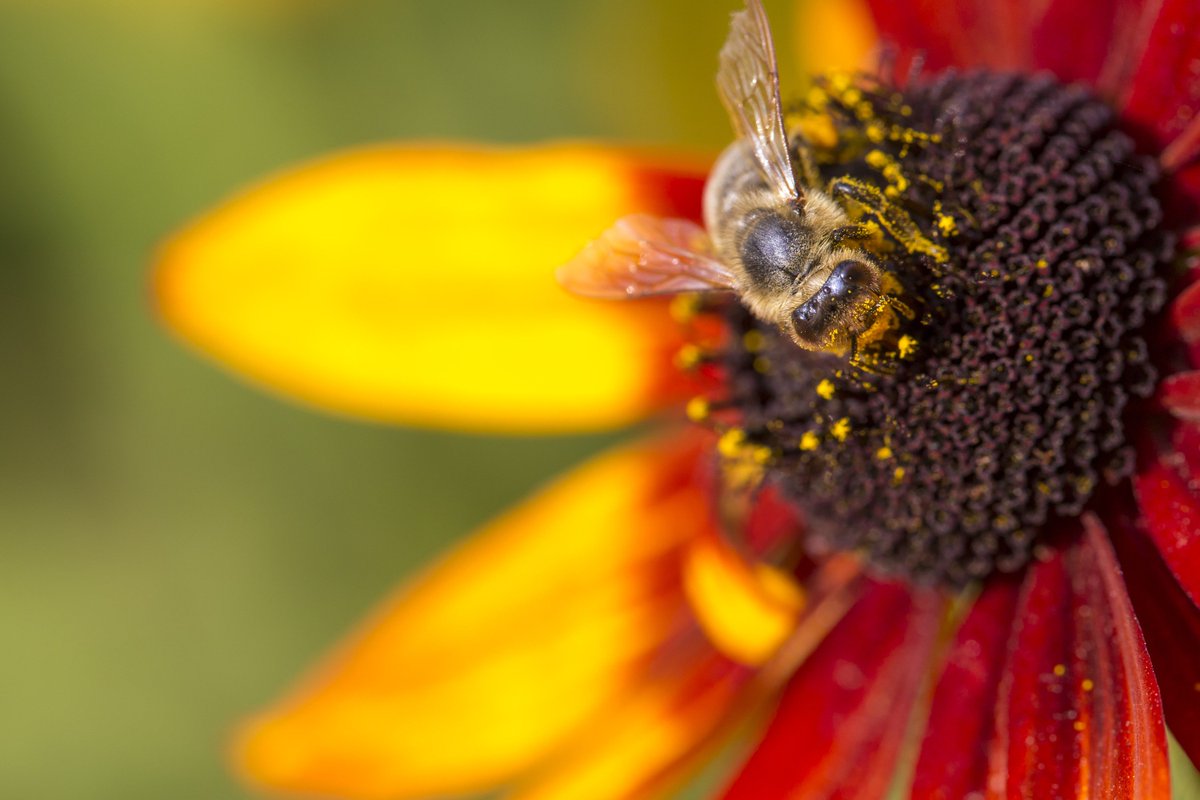 MinnesotaNLA's tweet image. Happy #NationalPollinatorWeek! Together, we can support these species &amp;amp; raise awareness about their importance in our environment &amp;amp; economy