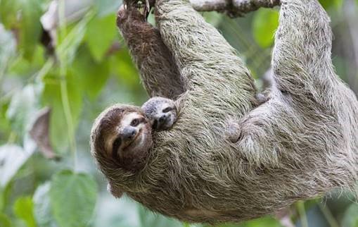 latauk's tweet photo. Lovely #CostaRica article in the @DailyMailUK this weekend “Pure Heaven" featuring #LATAmember @Explore_chat https://t.co/qevg8zsyVO https://t.co/c8f63IeQWD