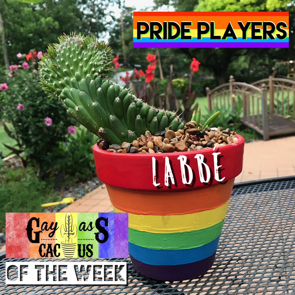 GayAssCactus's tweet photo. #gayasscactus of the week, #Prideplayer @stephlabbe1 Stretched to the max, like #canwnt Keeper during a save. #lgbt #pricklyandproud #nwsl https://t.co/4dwd8aq5vn