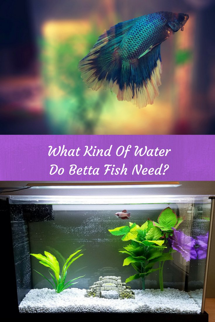 BettaBuddy's tweet photo. We often get asked "What kind of water do betta fish need?". Today, we cover that information and more: https://t.co/He1JyLioyy https://t.co/VMYUeZc81Z