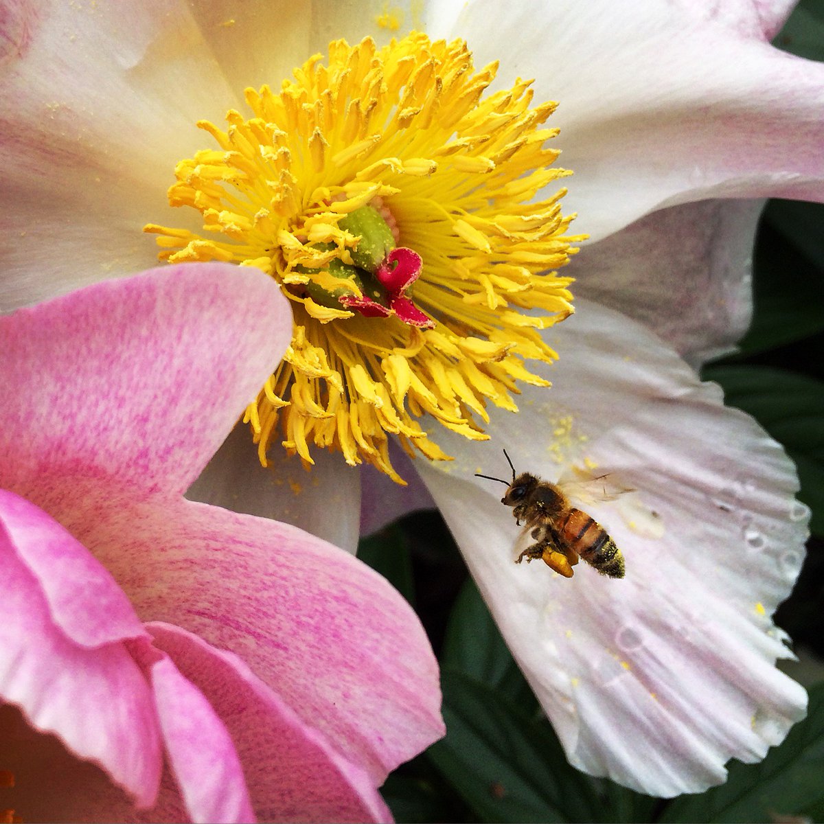 SIGardens's tweet photo. Join us in the Pollinator Garden this Wednesday, 06/21, for our 4th Annual #PollinationParty from 11-1p. See you there! 🐝 https://t.co/T7yI8WfhKU