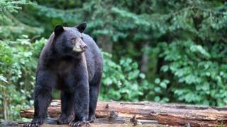 jhadfield36's tweet photo. Black bear kills 16-year-old boy during race in Alaska. #Avoidrunning https://t.co/NlXASnhgwc https://t.co/sJijUshEls