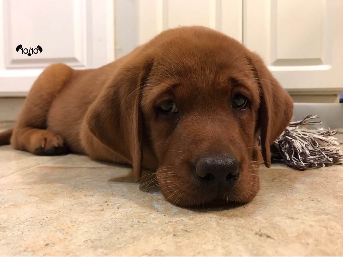 Udacity-DataAnalyticsNanodegree-Portfolio/P4.Wrangling \u0026 Analyzing Twitter  Data/Master Files/final_master.csv at master ·  RedRock42/Udacity-DataAnalyticsNanodegree-Portfolio · GitHub, image size:1200x901