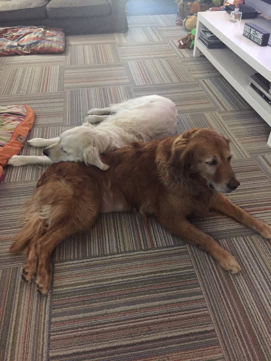 LindsayGolz's tweet photo. Love β€οΈ #libbysadventures #Golden #BuddiesForLife https://t.co/NyfraeR156