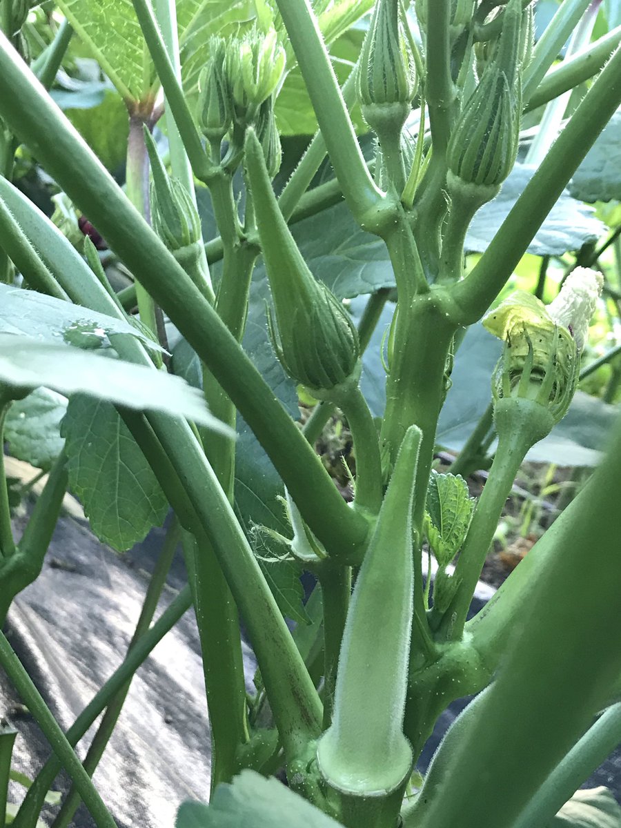 All new post at tartqueenskitchen.com: Pickled Okra