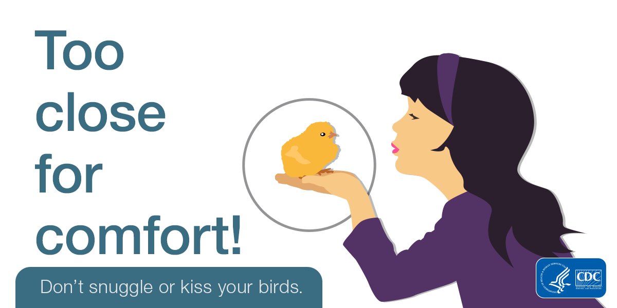 CDCgov's tweet photo. Children under age 5 shouldn’t touch or handle live poultry like chickens or ducks. Find out why: https://t.co/gCgaOqBcfp https://t.co/XuymPh35GX
