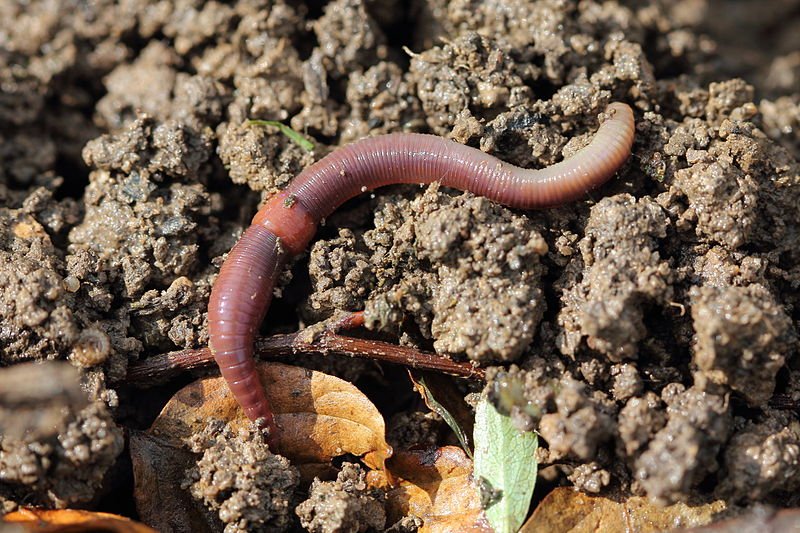 Stop Harming Earthworms With Dangerous Farming Practices crwd.fr/2tEEns7