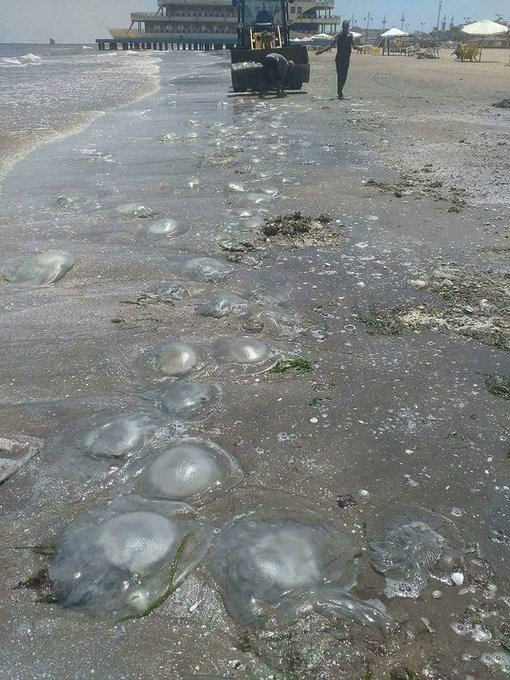 Посмотреть изображение в Твиттере