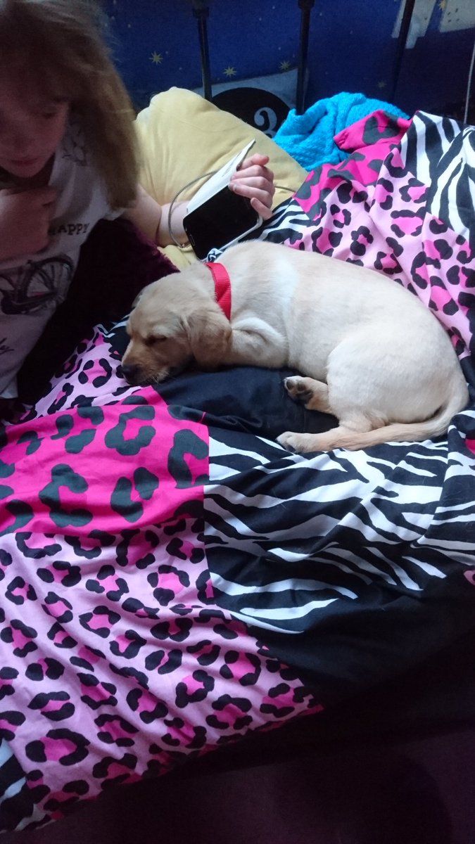 madtablet's tweet photo. @RosebankPS Sarahs new dog rosie https://t.co/11bphtNbhm