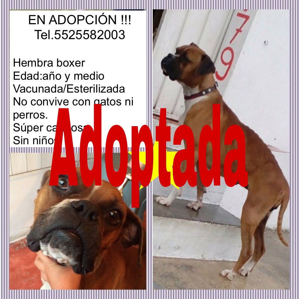 DanSchopper's tweet photo. @DefAnimalMX @DefensaAnimal @koncientizando @AdoptaMx @AdoptameMexico @Adoptamex Agradezco su difusión https://t.co/1rfIcnSyh8