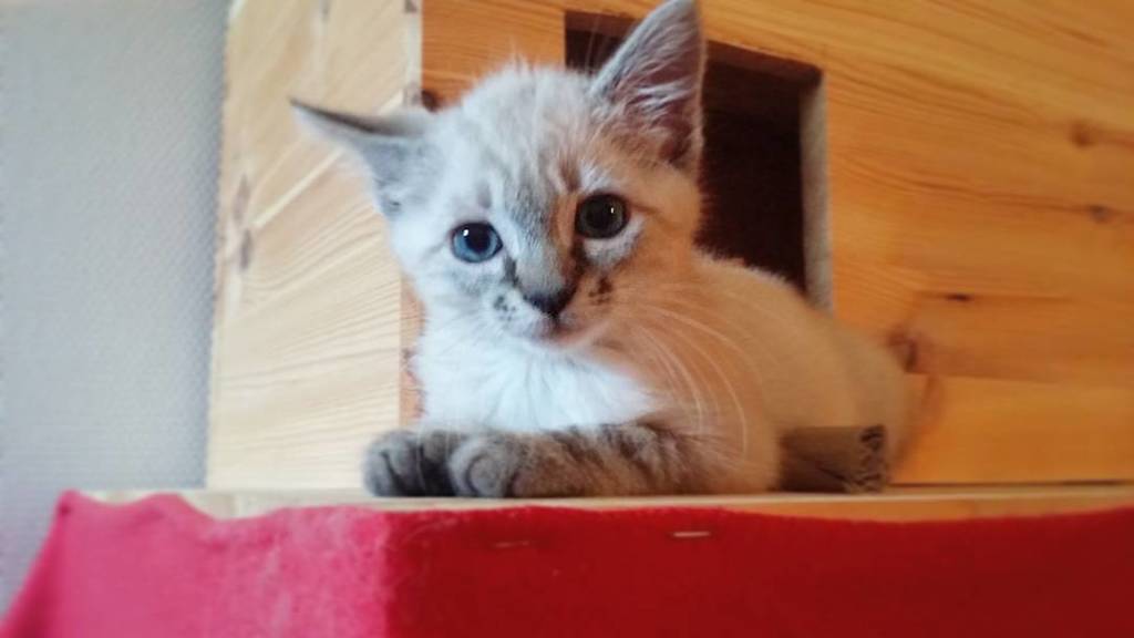 Malanix's tweet image. L'arbre à chat a été adopté une seconde fois. Elle y passe son temps. Et maintenant elle sait en descendre #plusde… ift.tt/2tFRFVA