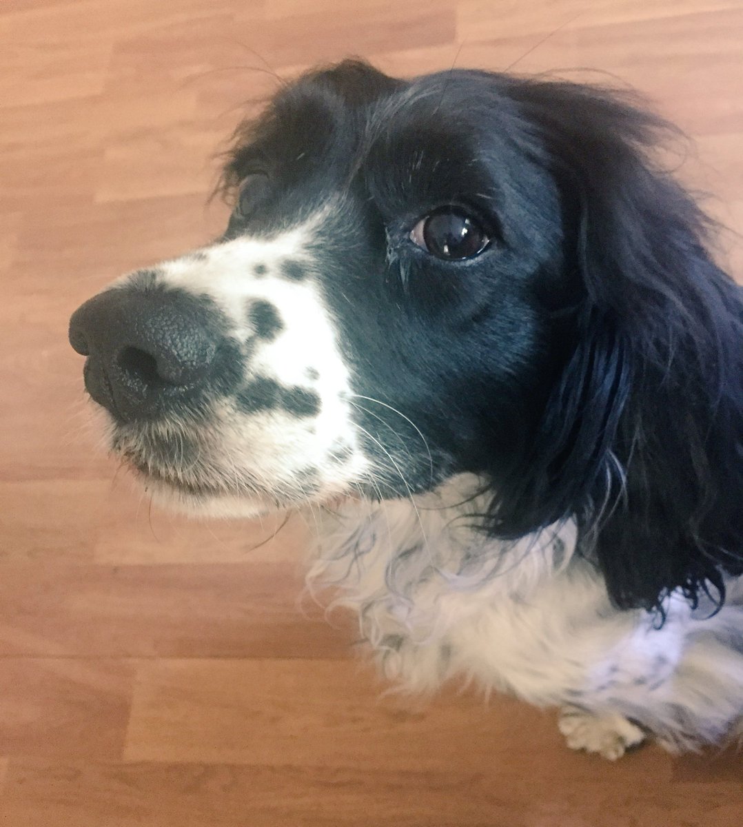 gillersn's tweet image. Had to send Daisy out on snake clearance patrol before I watered the veg patch #countrylife #countryproblems