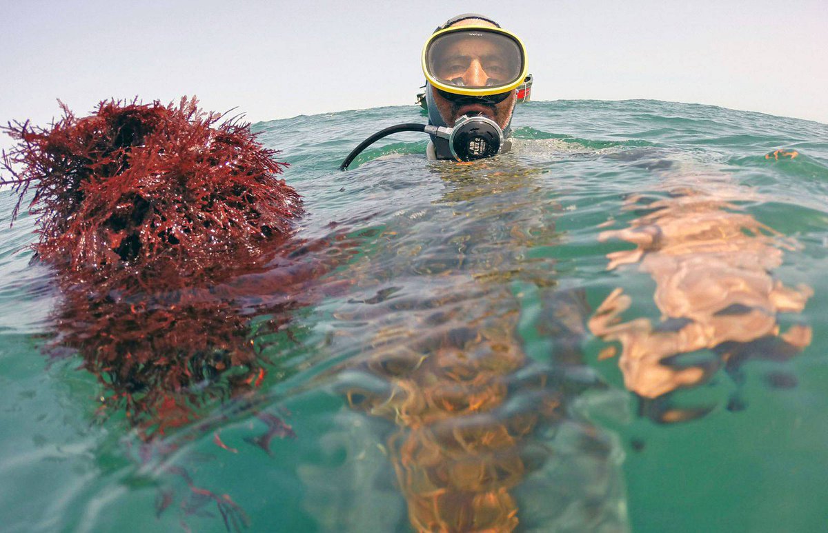 RolandDeschain's tweet photo. Seaweed could be key to long-lasting  lithium-sulfur batteries w/ 4x charge of traditional batteries Via @engadget https://t.co/p8BSurVSH5 https://t.co/WpBANyA4bi