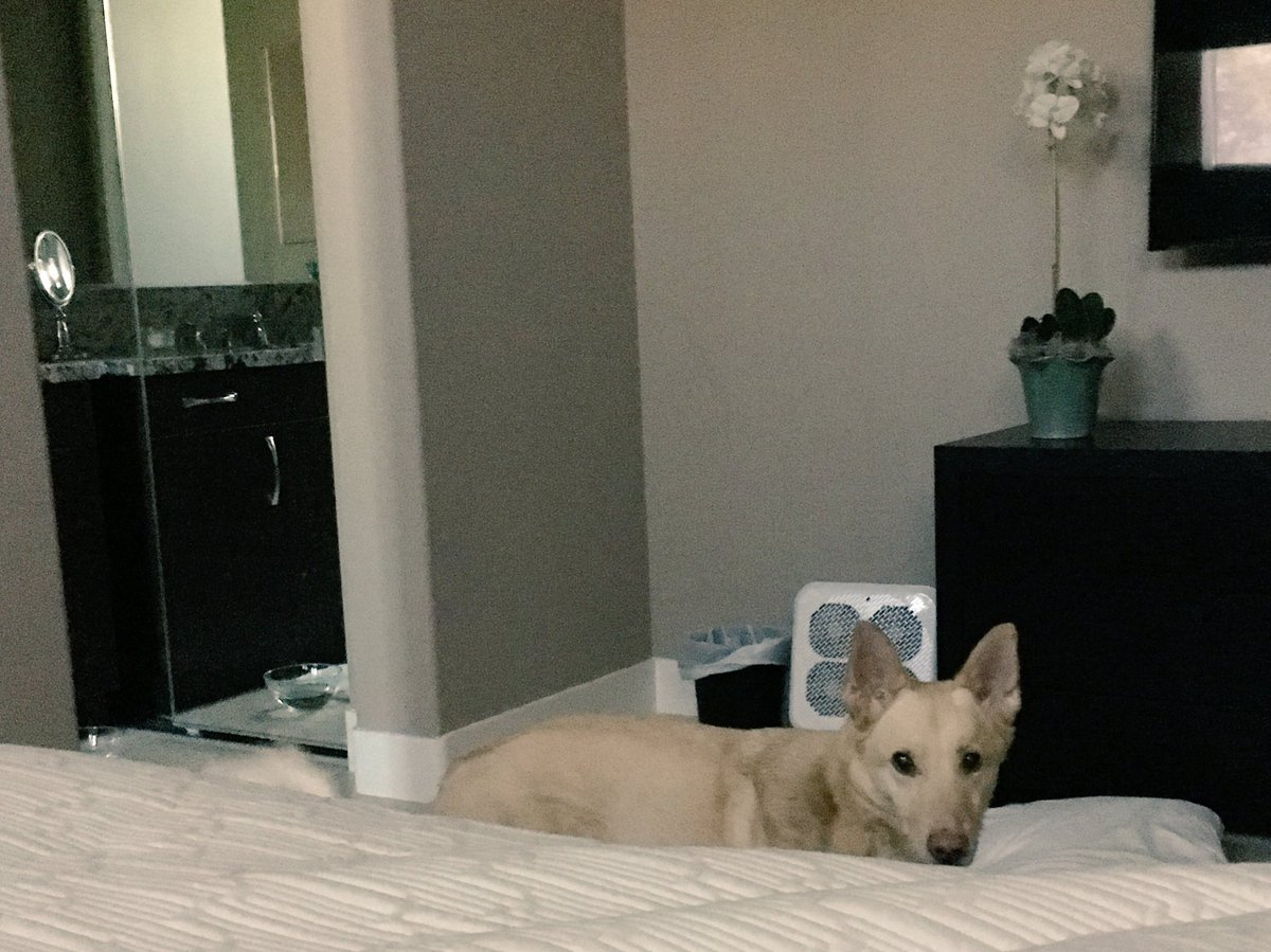 wrigleyroo's tweet photo. If you look closely, you can see @zoeytoo's tail. She always photobombs. Sigh. https://t.co/FVSU1kZBGA