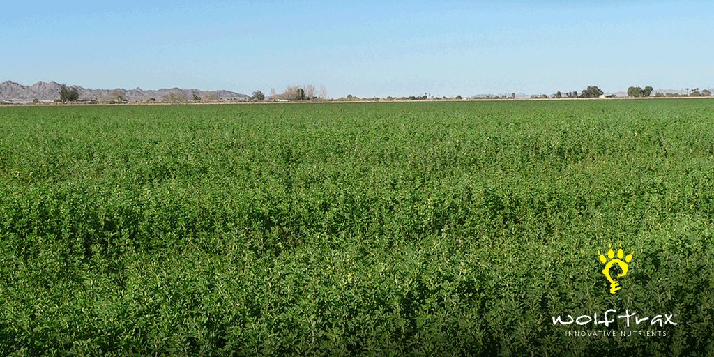 WolfTraxInc's tweet photo. #Micronutrients matter. See our key fertilization strategies  to improve #alfalfa regrowth &amp; RFV. https://t.co/laxyq3Qsga https://t.co/8H1Lg4Nvyk