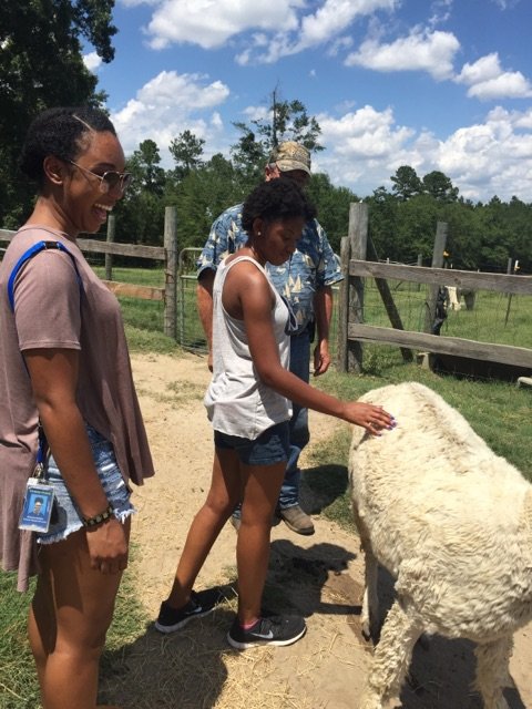 gsucourtyard's tweet photo. Summer adventures? ALPACA my bags! Huge S/O to Mays Hill Alpaca Farm for inviting our staff out for some fun. #southerninthesummer https://t.co/ufGMuCikdn