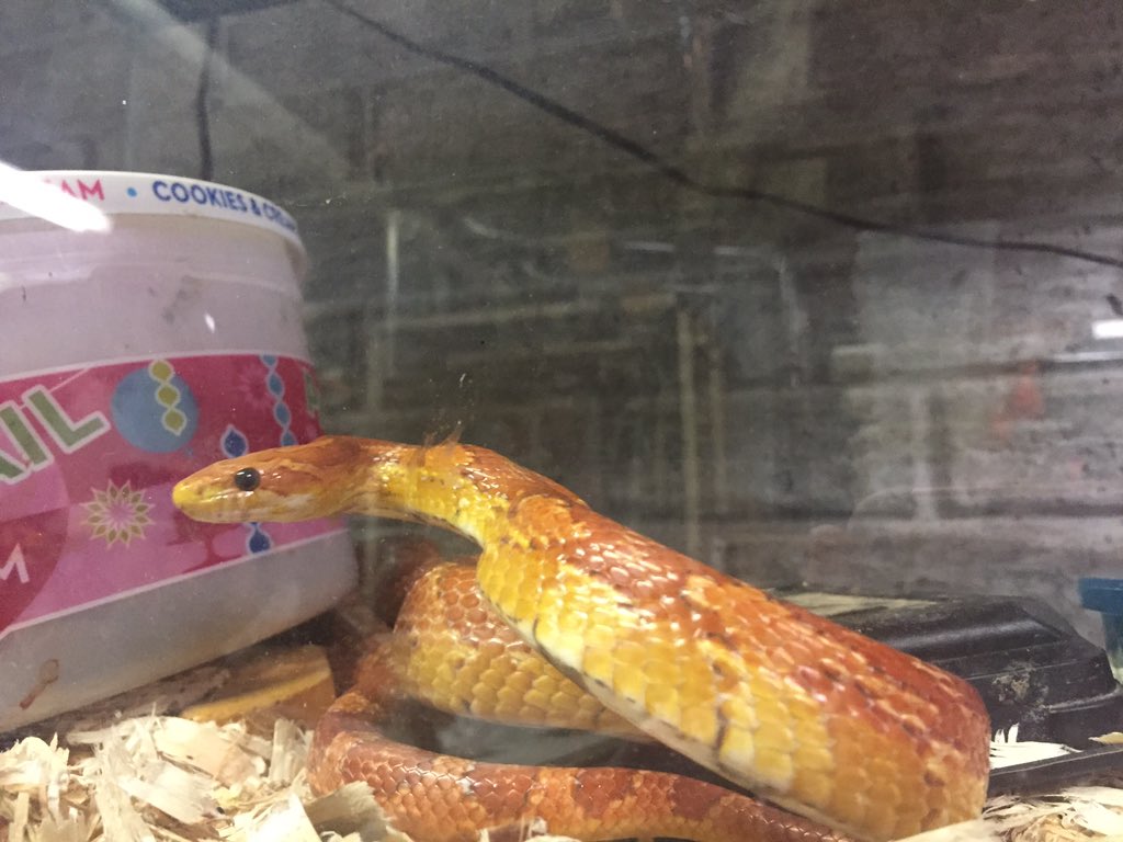 Purple2savvy's tweet photo. @alyssiargaming This ones name is rose, he's had her as long as I can remember https://t.co/RvEJvU1KtE