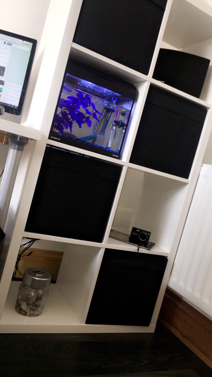 RyanDoesFish's tweet image. Check out my awesome new shelving unit! Plus my 14 Litre Tank!

#Fish #Aquatics #Youtube #Tank #Howto #FishTank #Animal