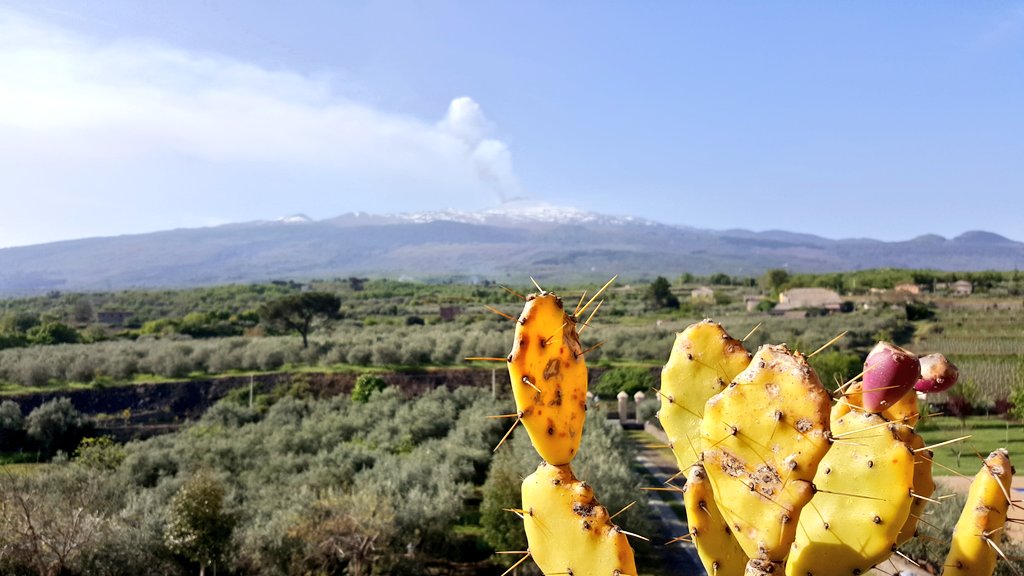 Su #avvinando l'Etna e i grandi vini del vulcano! #Siciliaep17

>> avvinando.tgcom24.it/2017/06/16/a-s… via <a href="/MediasetTgcom24/">Tgcom24</a>