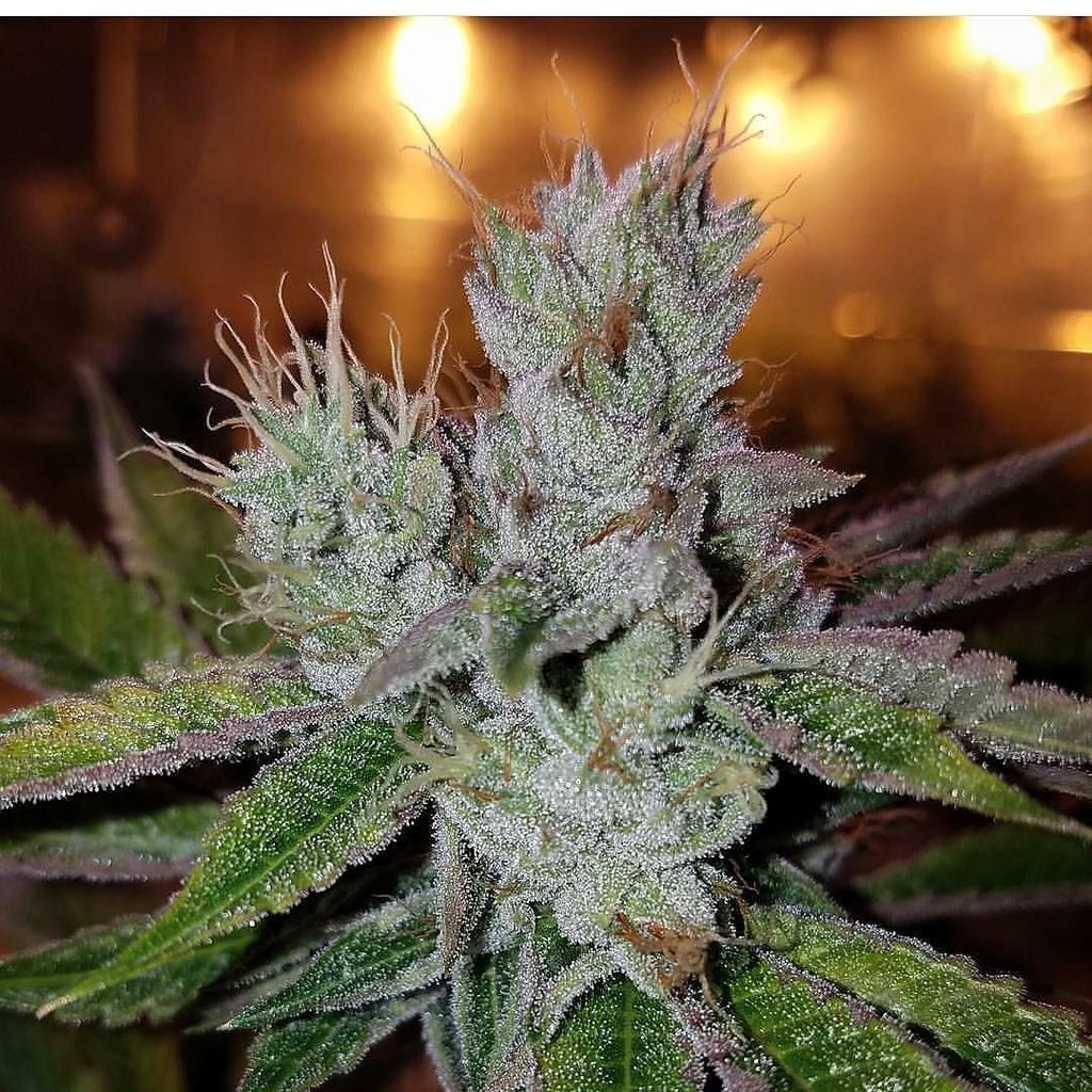 loompafarms's tweet photo. #LHB #UnderDogOG Courtesy of @stinkyfarmz... keep doing your thing! π₯π₯π₯ #LoompaFarms https://t.co/EJqAeC6ApQ https://t.co/XyrjEetsP0