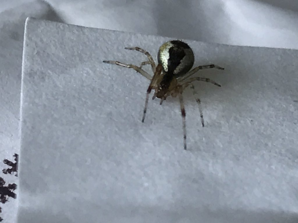 Fil_Barker's tweet photo. #spider @filbarker any ideas? https://t.co/bq1l4nwwoC